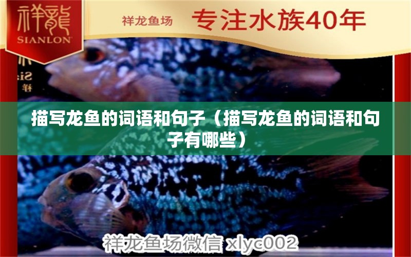 描写龙鱼的词语和句子（描写龙鱼的词语和句子有哪些） 广州龙鱼批发市场