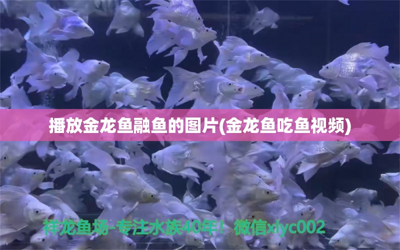 播放金龙鱼融鱼的图片(金龙鱼吃鱼视频) 泰国虎鱼（泰虎）