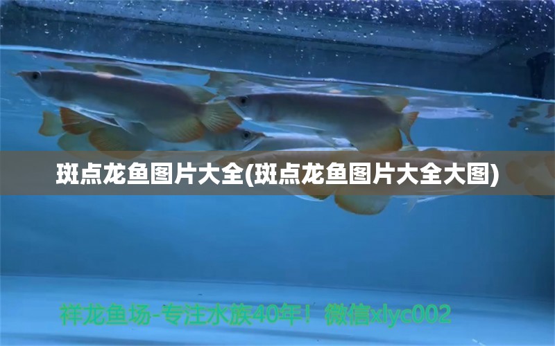 斑点龙鱼图片大全(斑点龙鱼图片大全大图) 白子黄化银龙鱼
