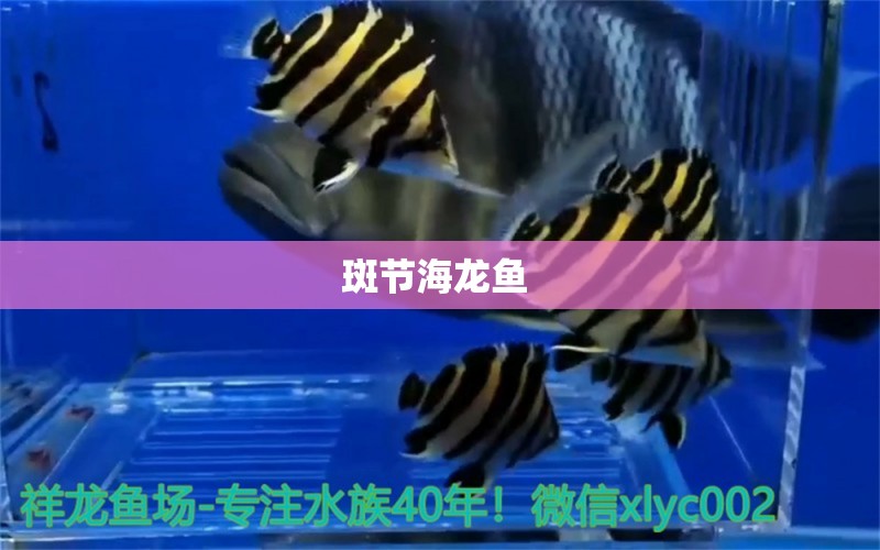 斑节海龙鱼 