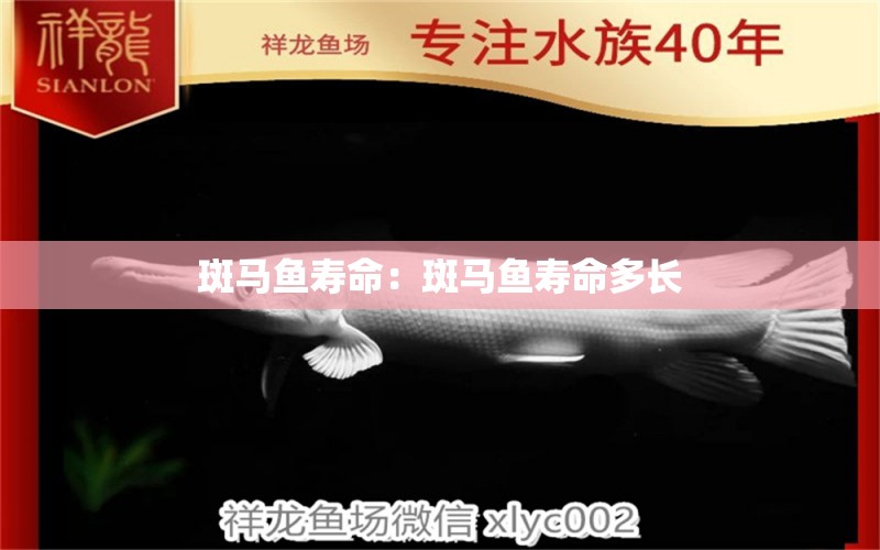 斑马鱼寿命：斑马鱼寿命多长
