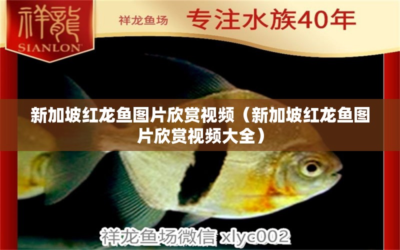 新加坡红龙鱼图片欣赏视频（新加坡红龙鱼图片欣赏视频大全） 名贵锦鲤鱼