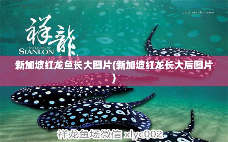 新加坡红龙鱼长大图片(新加坡红龙长大后图片) 大白鲨鱼苗