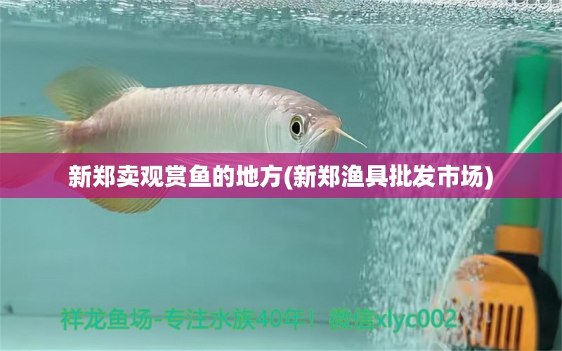 新郑卖观赏鱼的地方(新郑渔具批发市场) 龙凤鲤鱼