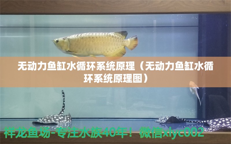 无动力鱼缸水循环系统原理（无动力鱼缸水循环系统原理图） 其他品牌鱼缸