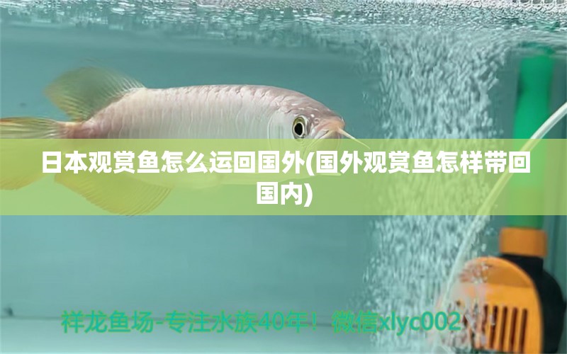日本观赏鱼怎么运回国外(国外观赏鱼怎样带回国内) 观赏鱼市场