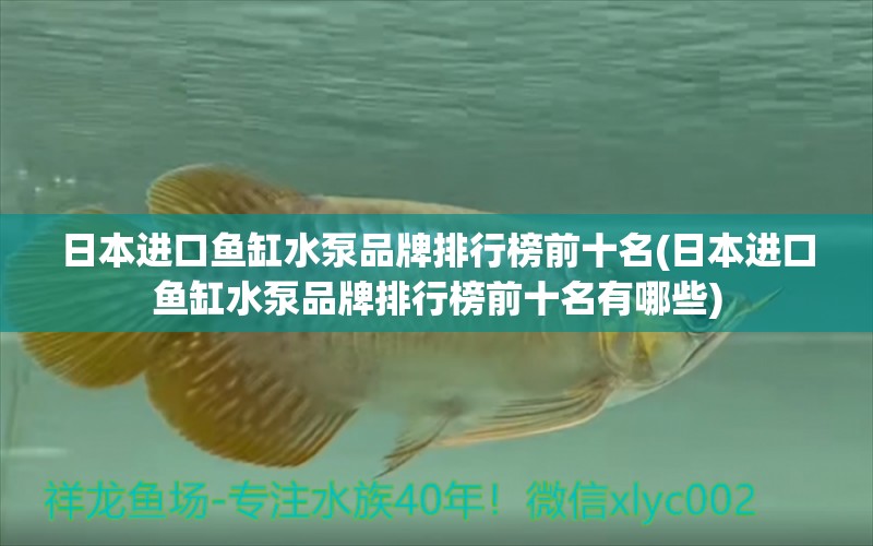 日本进口鱼缸水泵品牌排行榜前十名(日本进口鱼缸水泵品牌排行榜前十名有哪些) 白子黄化银龙鱼