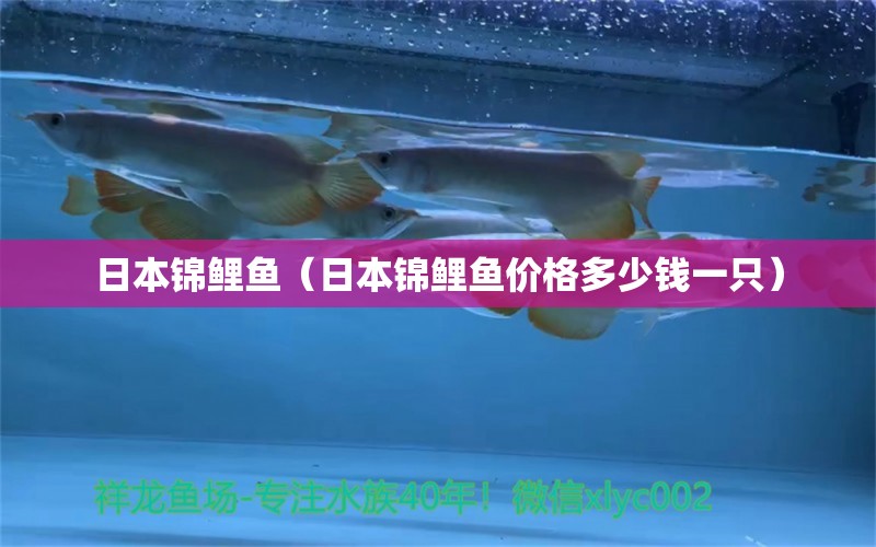日本锦鲤鱼（日本锦鲤鱼价格多少钱一只） 南美异型鱼