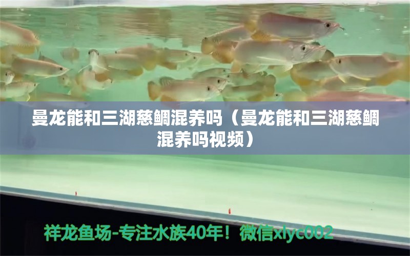 曼龙能和三湖慈鲷混养吗（曼龙能和三湖慈鲷混养吗视频） 广州龙鱼批发市场