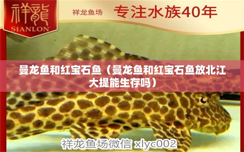 曼龙鱼和红宝石鱼（曼龙鱼和红宝石鱼放北江大提能生存吗） 广州观赏鱼批发市场