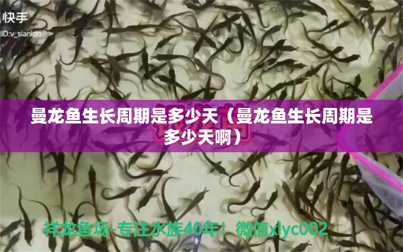 曼龙鱼生长周期是多少天（曼龙鱼生长周期是多少天啊） 广州龙鱼批发市场