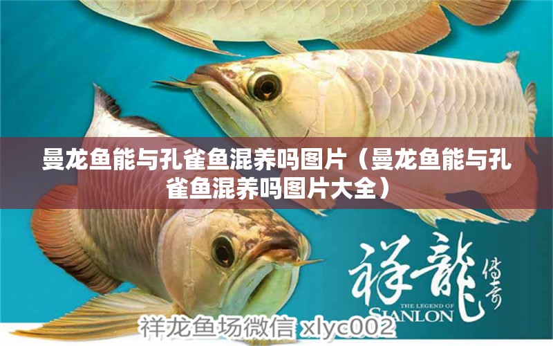 曼龙鱼能与孔雀鱼混养吗图片（曼龙鱼能与孔雀鱼混养吗图片大全） 广州龙鱼批发市场