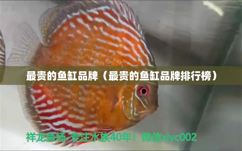最贵的鱼缸品牌（最贵的鱼缸品牌排行榜） 红头利鱼