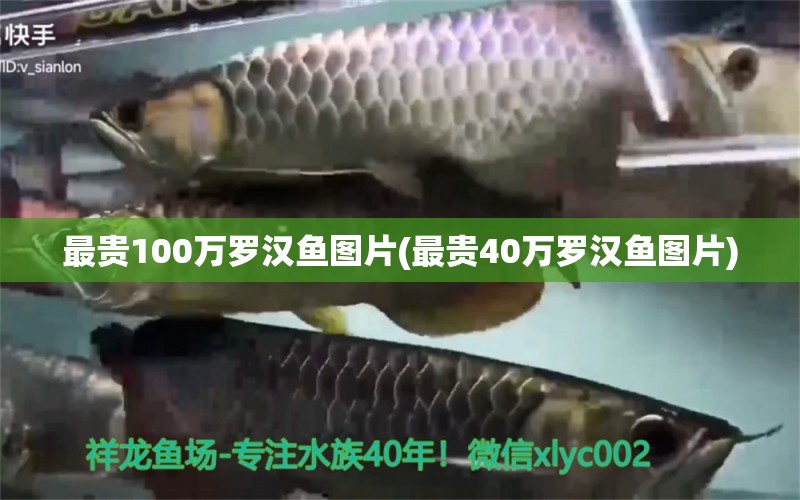 最贵100万罗汉鱼图片(最贵40万罗汉鱼图片) 罗汉鱼
