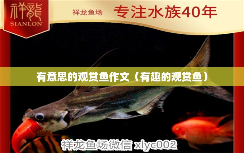 有意思的观赏鱼作文（有趣的观赏鱼） 大湖红龙鱼
