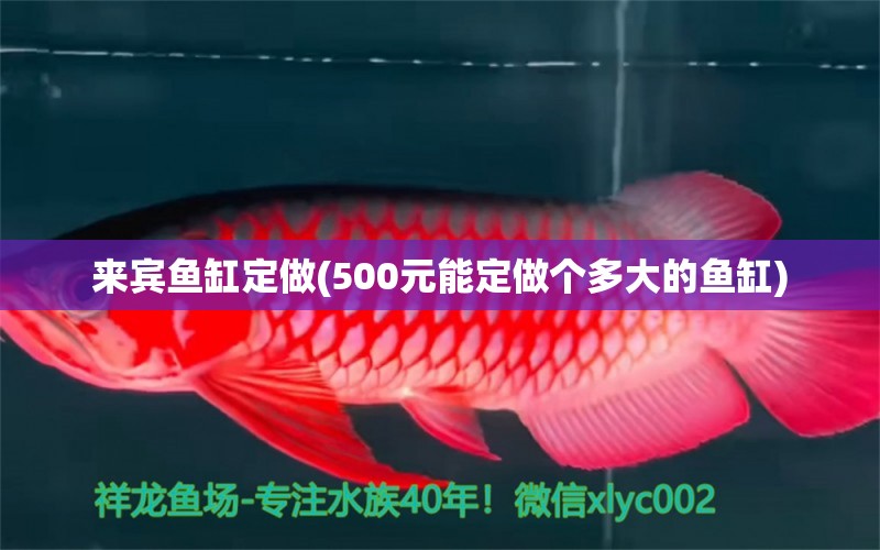 来宾鱼缸定做(500元能定做个多大的鱼缸)