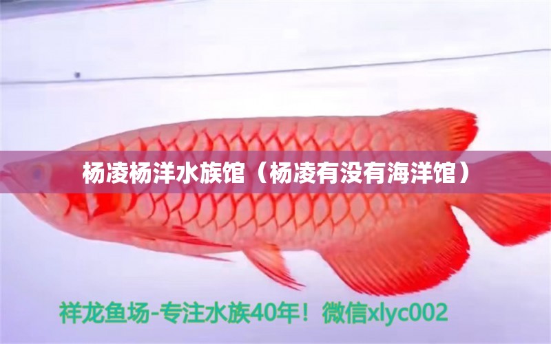 杨凌杨洋水族馆（杨凌有没有海洋馆） 全国水族馆企业名录