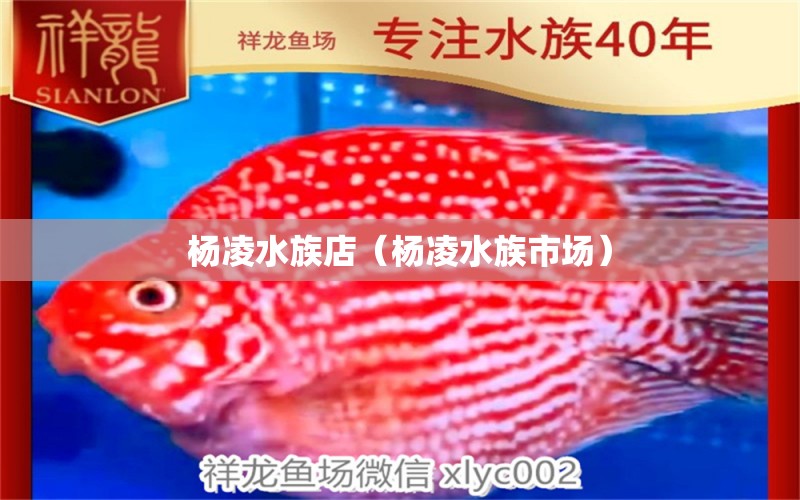 杨凌水族店（杨凌水族市场） 观赏鱼市场