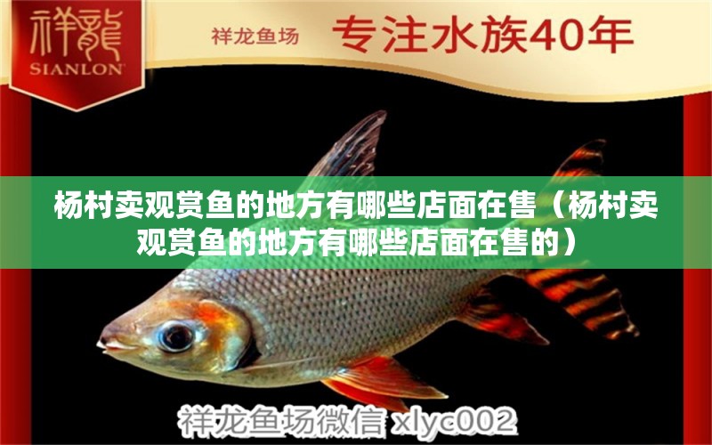 杨村卖观赏鱼的地方有哪些店面在售（杨村卖观赏鱼的地方有哪些店面在售的） 祥龙水族医院