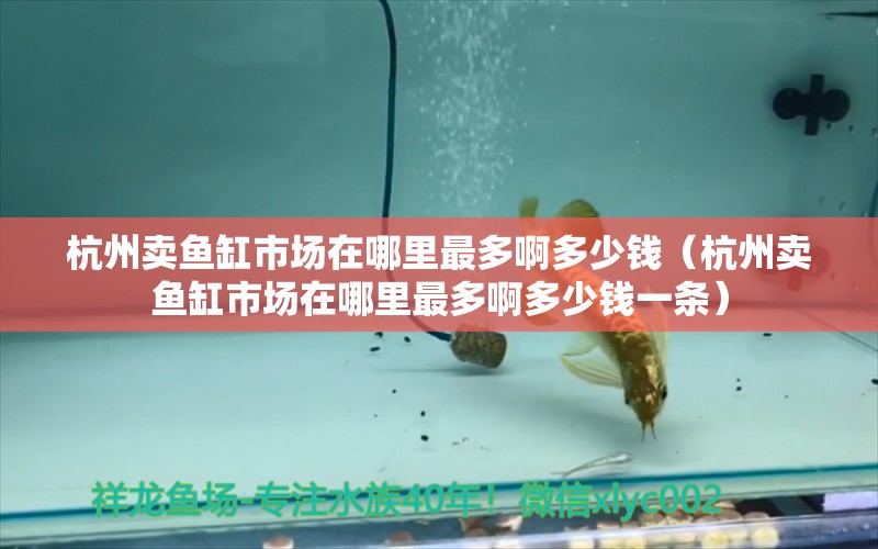 杭州卖鱼缸市场在哪里最多啊多少钱（杭州卖鱼缸市场在哪里最多啊多少钱一条）
