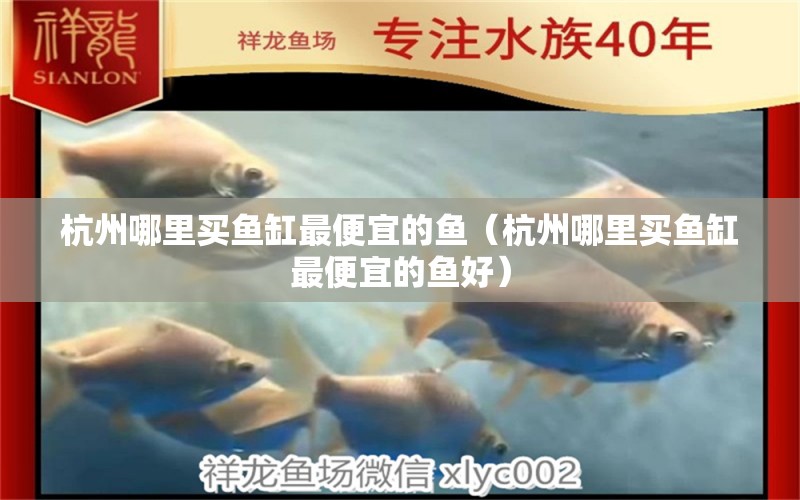 杭州哪里买鱼缸最便宜的鱼（杭州哪里买鱼缸最便宜的鱼好） 观赏鱼水族批发市场
