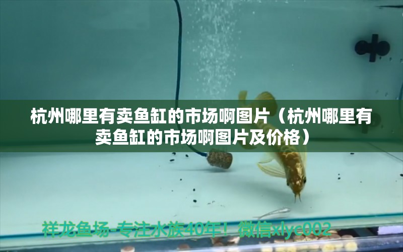 杭州哪里有卖鱼缸的市场啊图片（杭州哪里有卖鱼缸的市场啊图片及价格）
