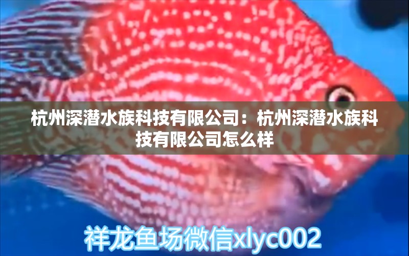 杭州深潜水族科技有限公司：杭州深潜水族科技有限公司怎么样