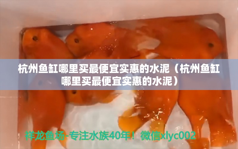 杭州鱼缸哪里买最便宜实惠的水泥（杭州鱼缸哪里买最便宜实惠的水泥）