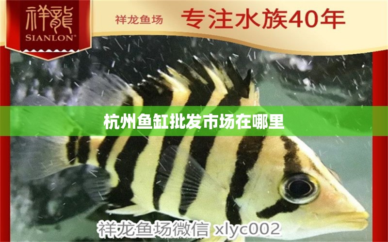 杭州鱼缸批发市场在哪里