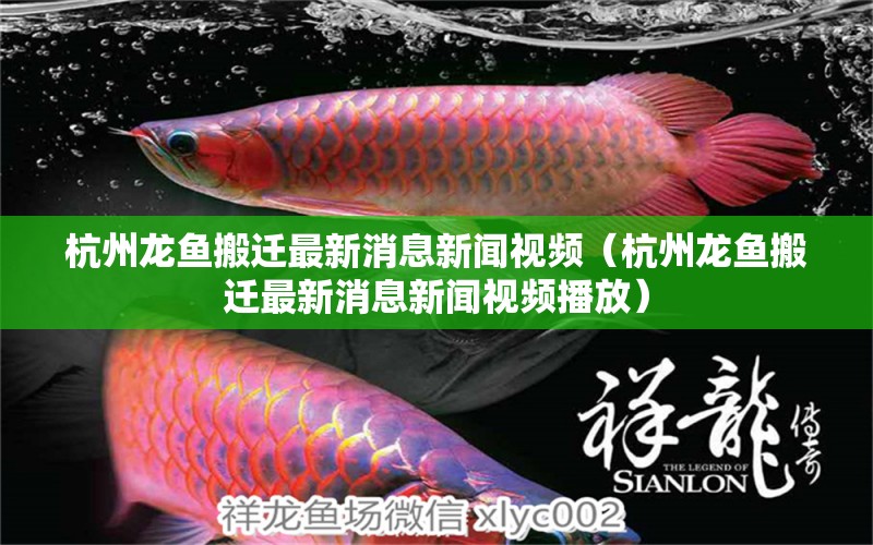 杭州龙鱼搬迁最新消息新闻视频（杭州龙鱼搬迁最新消息新闻视频播放） 观赏鱼市场（混养鱼）