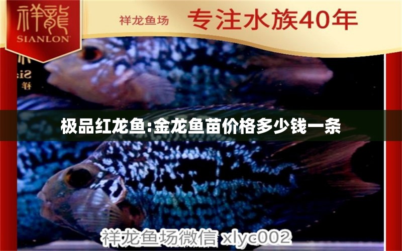 极品红龙鱼:金龙鱼苗价格多少钱一条 龙鱼百科