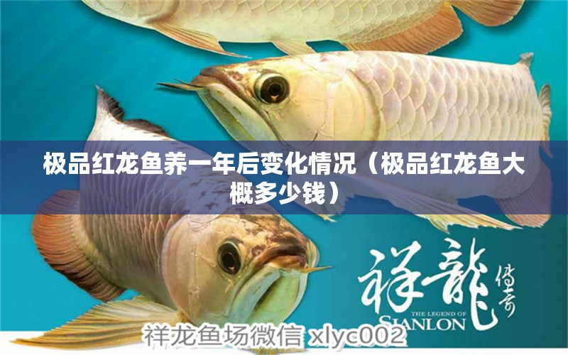 极品红龙鱼养一年后变化情况（极品红龙鱼大概多少钱） 龙鱼百科