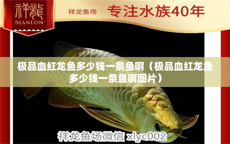 极品血红龙鱼多少钱一条鱼啊（极品血红龙鱼多少钱一条鱼啊图片） 印尼红龙鱼