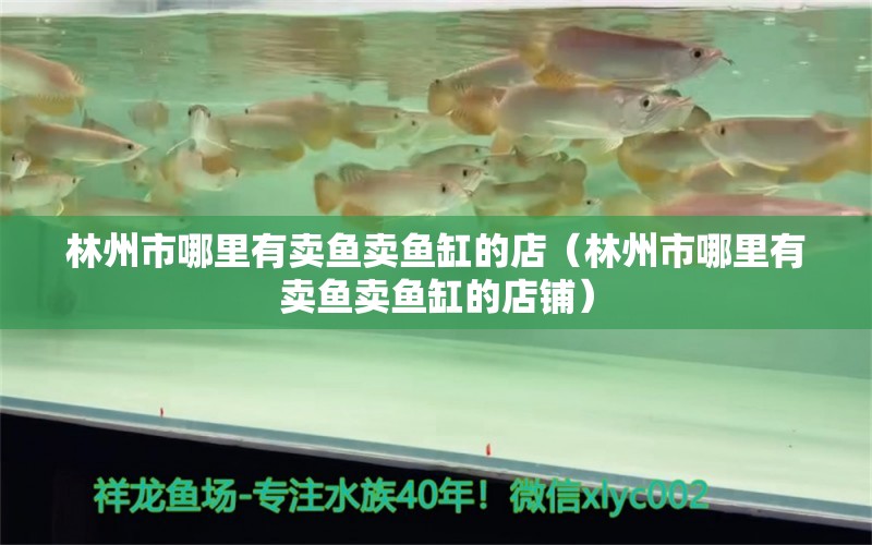 林州市哪里有卖鱼卖鱼缸的店（林州市哪里有卖鱼卖鱼缸的店铺） 量子养鱼技术