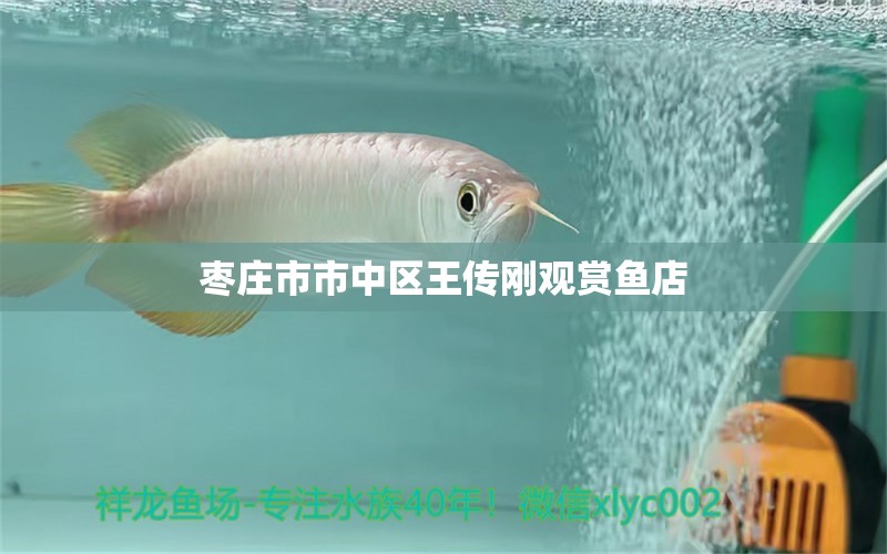 枣庄市市中区王传刚观赏鱼店