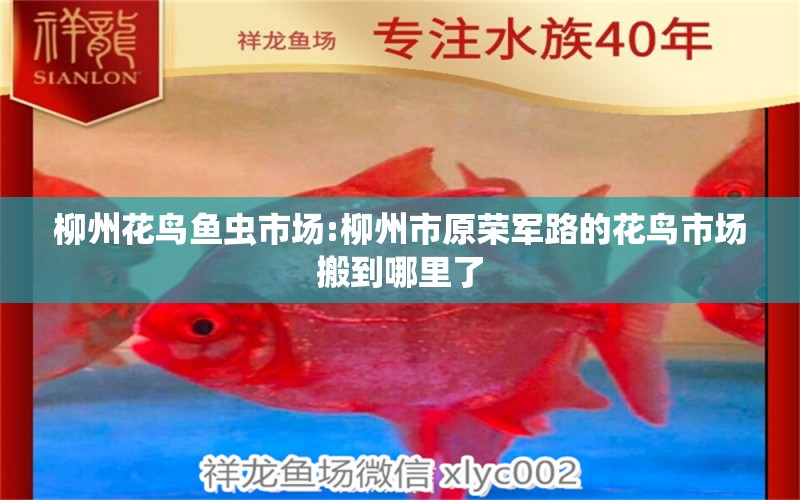 柳州花鸟鱼虫市场:柳州市原荣军路的花鸟市场搬到哪里了 观赏鱼企业目录