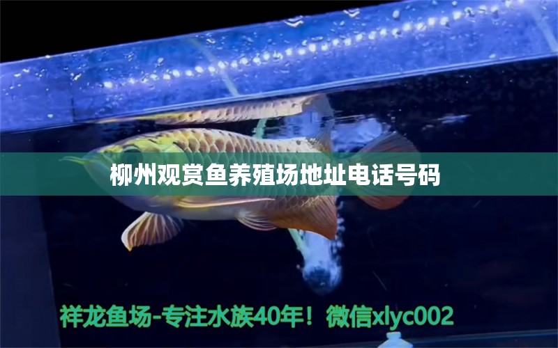柳州观赏鱼养殖场地址电话号码 