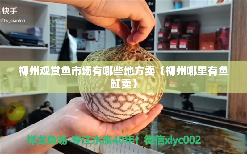柳州观赏鱼市场有哪些地方卖（柳州哪里有鱼缸卖） 广州水族器材滤材批发市场