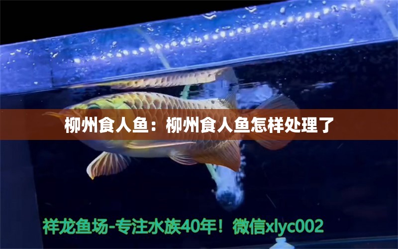 柳州食人鱼：柳州食人鱼怎样处理了 食人鱼（水虎）
