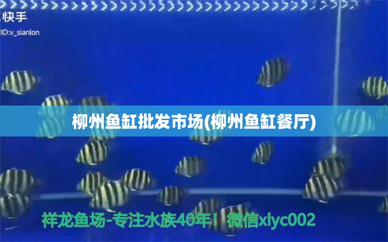 柳州鱼缸批发市场(柳州鱼缸餐厅) 祥禾Super Red红龙鱼