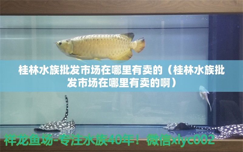 桂林水族批发市场在哪里有卖的（桂林水族批发市场在哪里有卖的啊） 观赏鱼水族批发市场