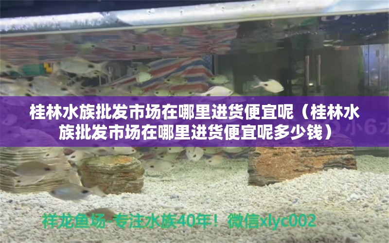 桂林水族批发市场在哪里进货便宜呢（桂林水族批发市场在哪里进货便宜呢多少钱） 观赏鱼水族批发市场