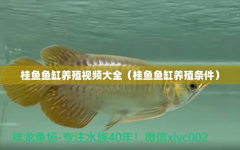 桂鱼鱼缸养殖视频大全（桂鱼鱼缸养殖条件）