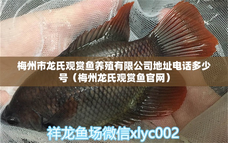 梅州市龙氏观赏鱼养殖有限公司地址电话多少号（梅州龙氏观赏鱼官网）