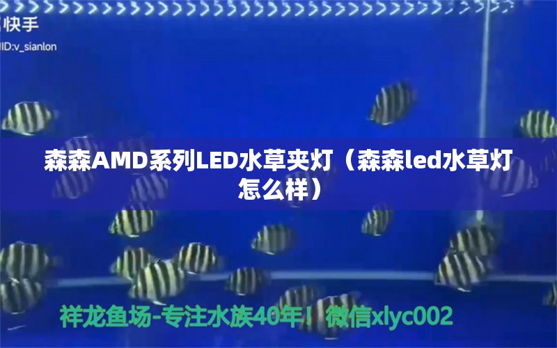 森森AMD系列LED水草夹灯（森森led水草灯怎么样） 水草