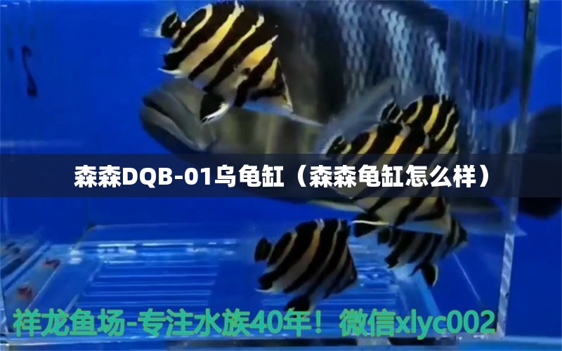 森森DQB-01乌龟缸（森森龟缸怎么样）