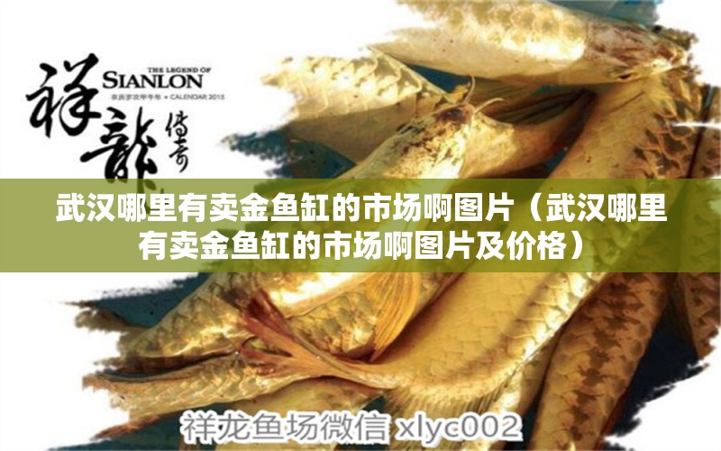 武汉哪里有卖金鱼缸的市场啊图片（武汉哪里有卖金鱼缸的市场啊图片及价格）