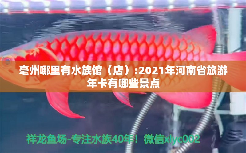 毫州哪里有水族馆（店）:2021年河南省旅游年卡有哪些景点 观赏鱼水族批发市场