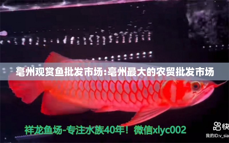 毫州观赏鱼批发市场:亳州最大的农贸批发市场 观赏鱼批发
