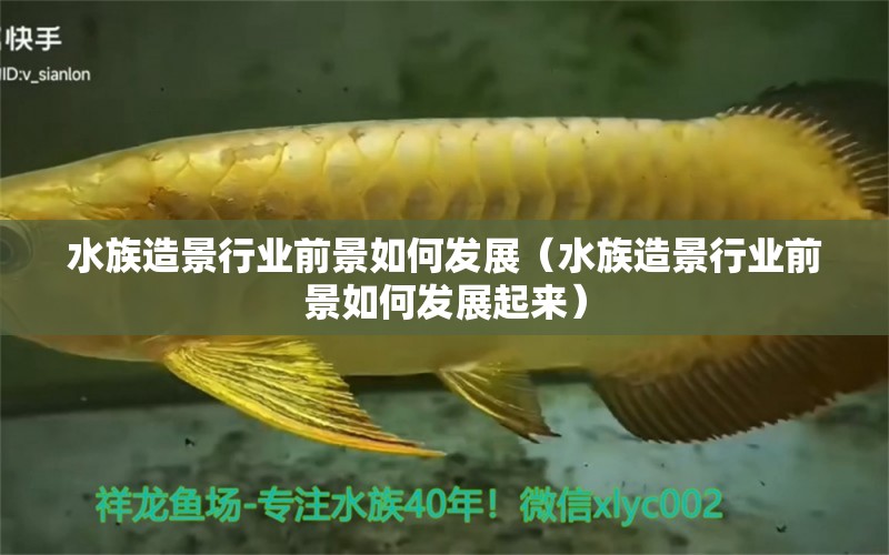 水族造景行业前景如何发展（水族造景行业前景如何发展起来） 广州水族批发市场